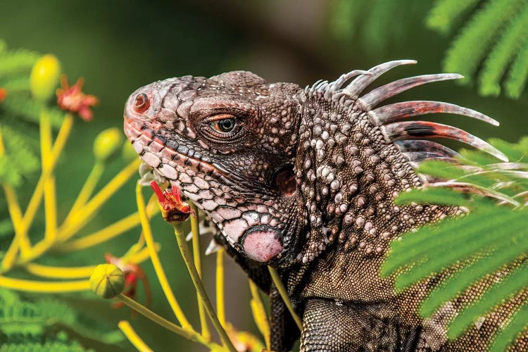 Green Iguana (Iguana Iguana), St. Thomas, Us Virgin Islands.