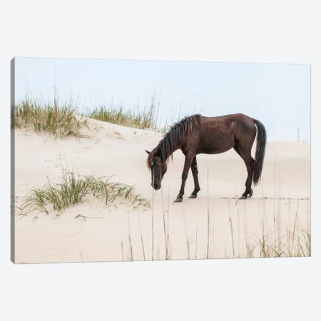 Lone Banker Horse On The Beach, Currituck National Wildlife Refuge, Outer Banks, North Carolina, USA Canvas Print #MDE9} by Michael DeFreitas Art Print