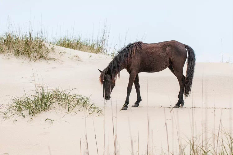 Lone Banker Horse On The Beach, Currituck National Wildlife Refuge, Outer Banks, North Carolina, USA