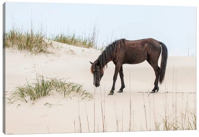 Lone Banker Horse On The Beach, Currituck National Wildlife Refuge, Outer Banks, North Carolina, USA Canvas Art Print - Horse Art