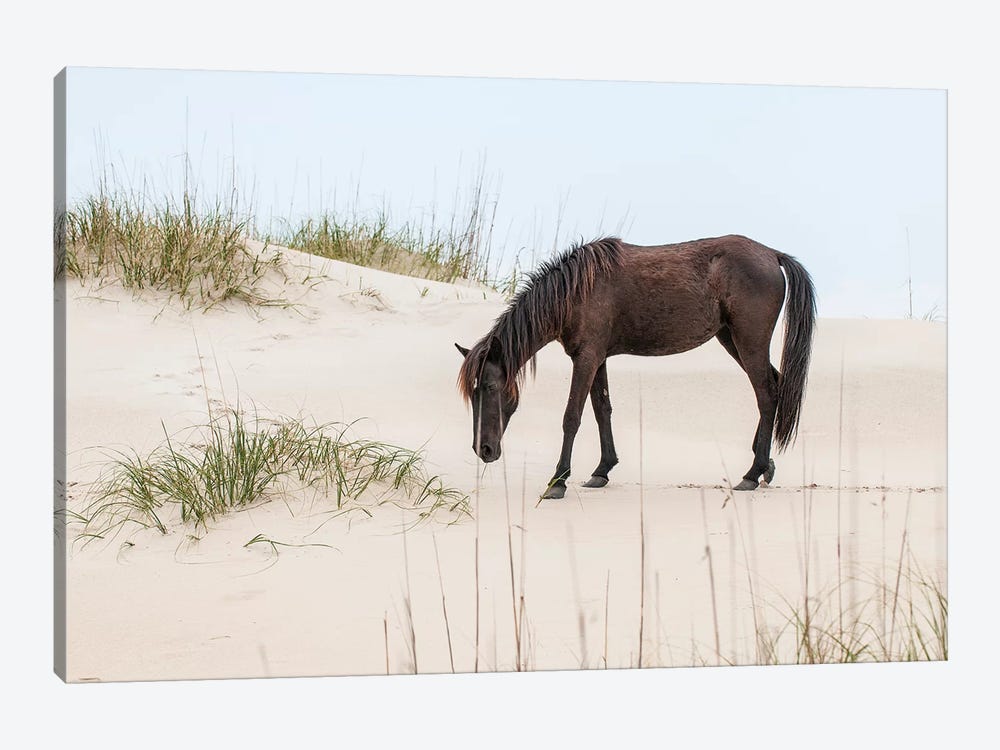 Lone Banker Horse On The Beach, Currituck National Wildlife Refuge, Outer Banks, North Carolina, USA by Michael DeFreitas 1-piece Art Print