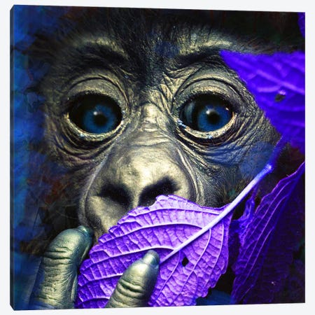 Mr. Little (Ape) Canvas Print #MDH6} by Mascha de Haas Canvas Print