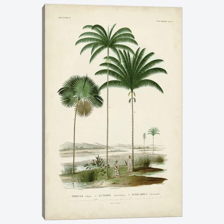 Antique Palm Collection IV Canvas Print #MDO9} by Alicide d'Orbigny Art Print