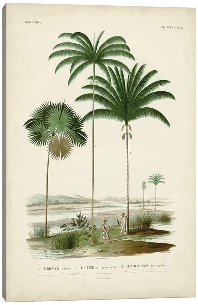 Antique Palm Collection IV Canvas Art Print