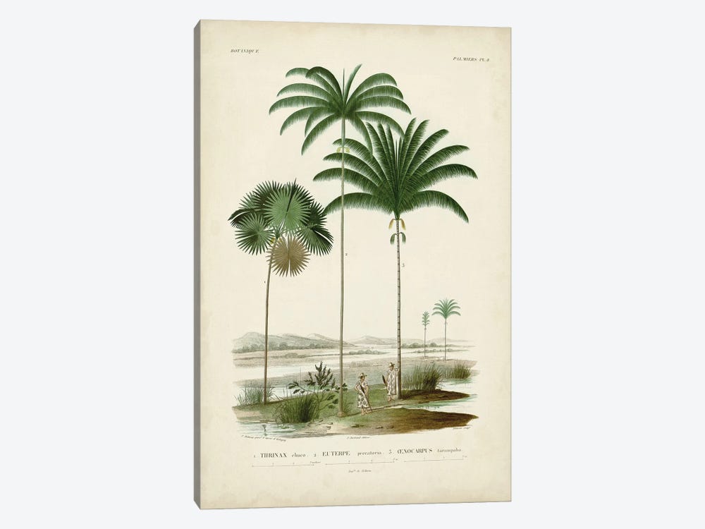 Antique Palm Collection IV by Alicide d'Orbigny 1-piece Canvas Print