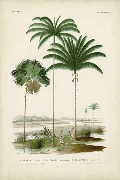Fine Art Print: Antique Palm Collection IV by Alicide d'Orbigny