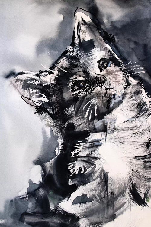 The Cat