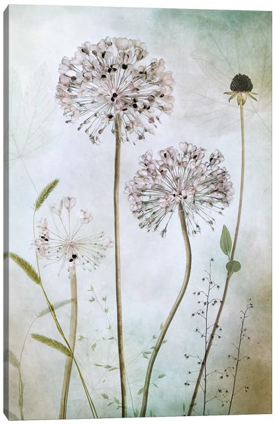 Allium II Canvas Art Print - 1x Scenic Photography