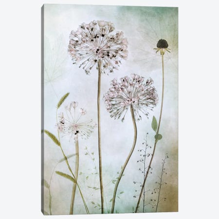 Allium II Canvas Print #MDY13} by Mandy Disher Canvas Art Print
