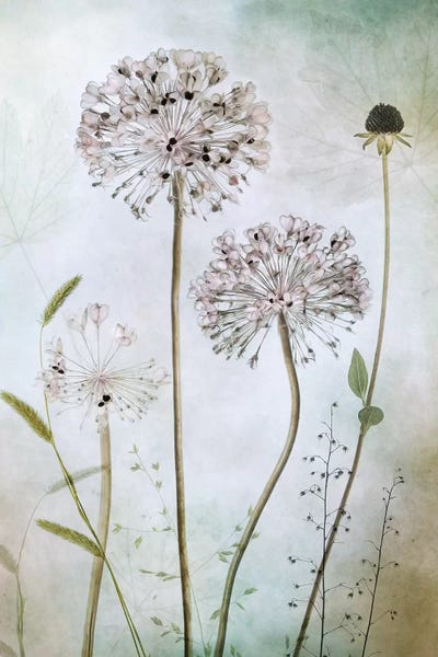 Alliums: Allium II by Mandy Disher