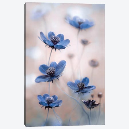 Cosmos Blue Canvas Print #MDY14} by Mandy Disher Canvas Art