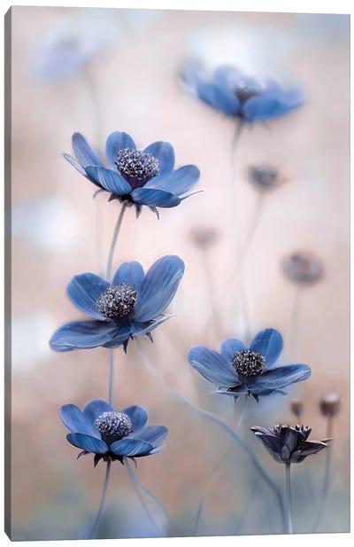 Cosmos Blue Canvas Art Print - 1x Floral and Botanicals