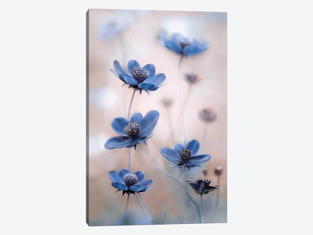 Cosmos Blue by Mandy Disher 1-piece Art Print