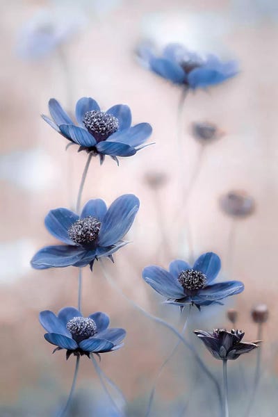 Mandy Disher: Cosmos Blue by Mandy Disher