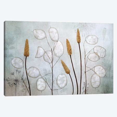 Lunaria Canvas Print #MDY17} by Mandy Disher Canvas Art
