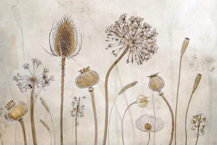 Growing Old by Mandy Disher wall art