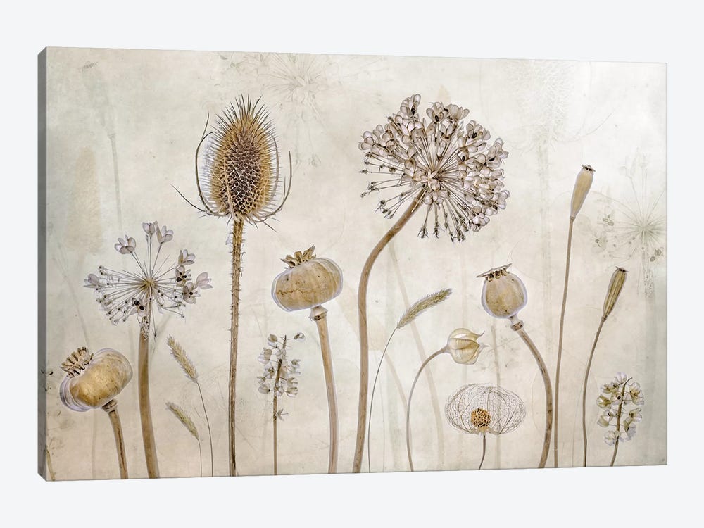 Growing Old by Mandy Disher 1-piece Canvas Wall Art