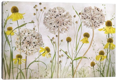 Alliums And Heleniums Canvas Art Print - Allium Art