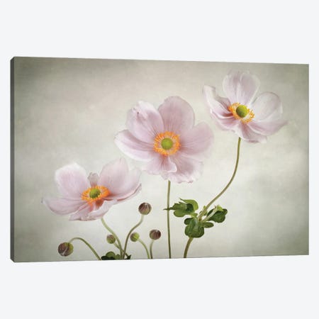 Anemones Canvas Print #MDY24} by Mandy Disher Canvas Art Print