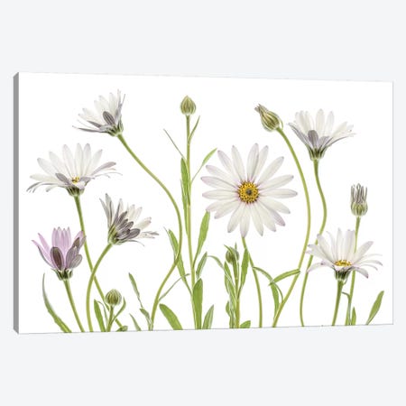 Cape Daisies Canvas Print #MDY25} by Mandy Disher Canvas Print