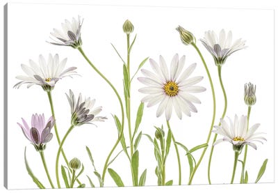 Cape Daisies Canvas Art Print - 1x Floral and Botanicals