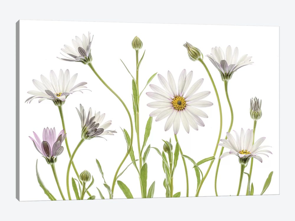 Cape Daisies by Mandy Disher 1-piece Canvas Art Print