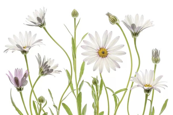 Daisies: Cape Daisies by Mandy Disher