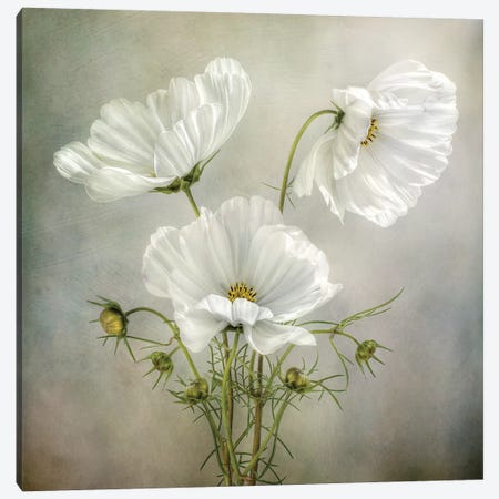 Cosmos Charm Canvas Print #MDY27} by Mandy Disher Canvas Print
