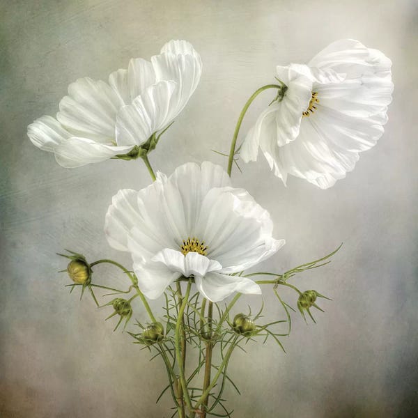 Cosmos: Cosmos Charm by Mandy Disher