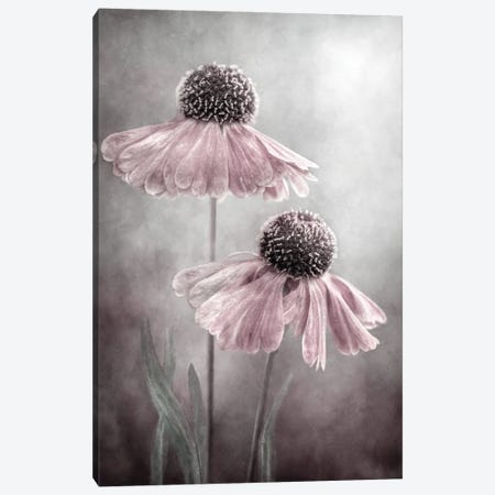 Duet Canvas Print #MDY28} by Mandy Disher Canvas Art