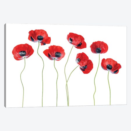 Ladybird Poppies Canvas Print #MDY30} by Mandy Disher Canvas Print