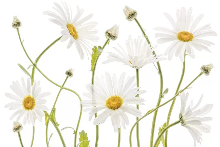 Ox Eye Daisies