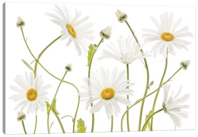 Ox Eye Daisies Canvas Art Print - 1x Floral and Botanicals