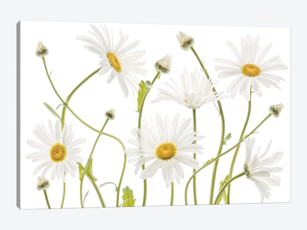 Ox Eye Daisies by Mandy Disher 1-piece Canvas Art
