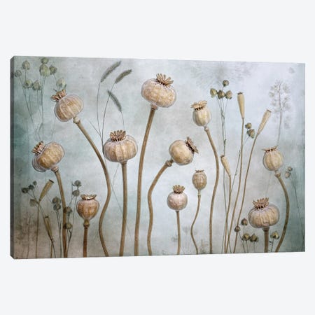 Papaver Canvas Print #MDY32} by Mandy Disher Canvas Print