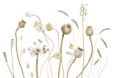 Pods by Mandy Disher framed canvas print