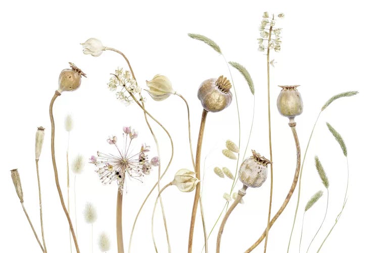 Pods by Mandy Disher wall art