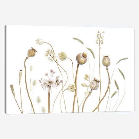 Pods Canvas Print #MDY34} by Mandy Disher Canvas Wall Art
