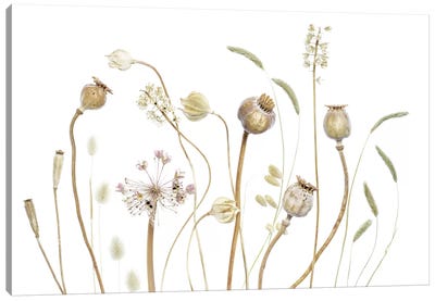 Pods Canvas Art Print - 1x Floral and Botanicals