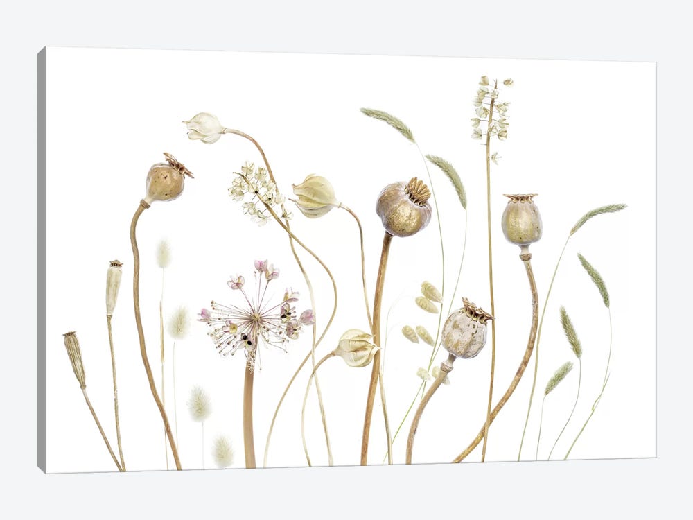 Pods by Mandy Disher 1-piece Canvas Print