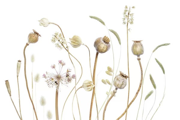 Mandy Disher: Pods by Mandy Disher