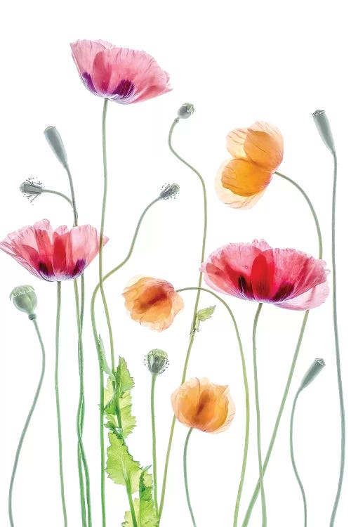 Poppies