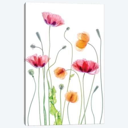 Poppies Canvas Print #MDY35} by Mandy Disher Canvas Art