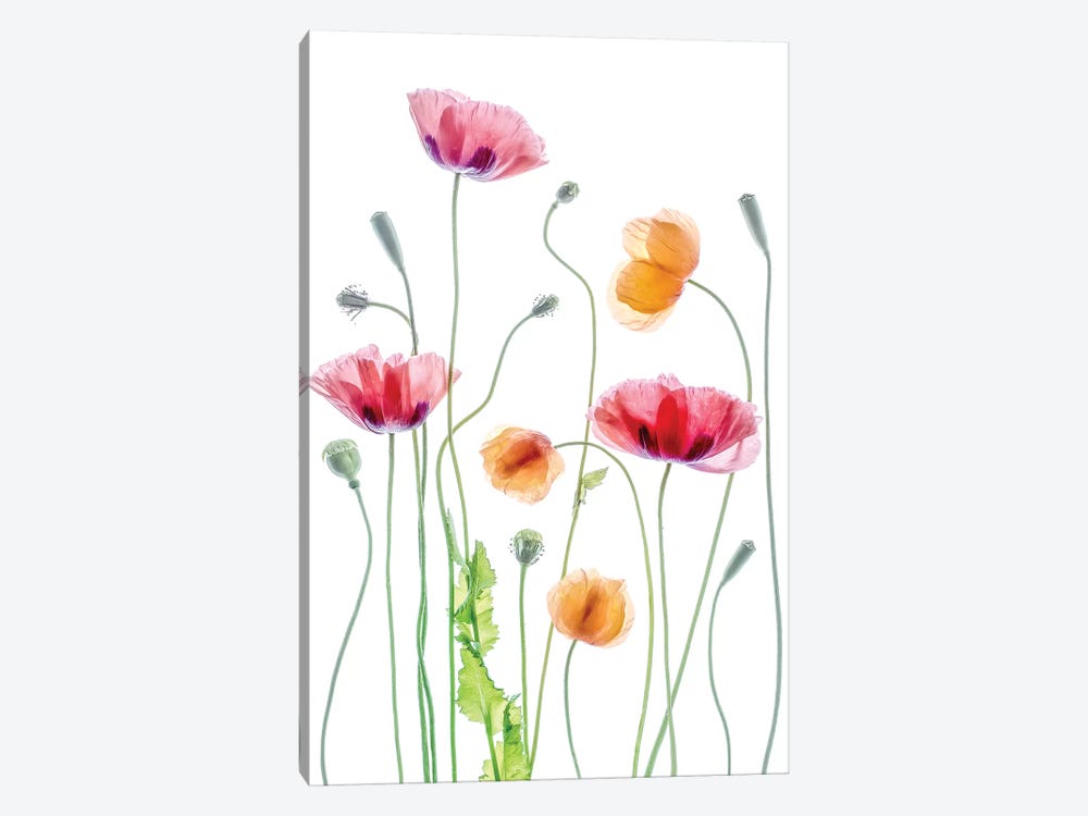 Poppies by Mandy Disher 1-piece Canvas Artwork