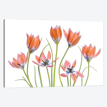 Apricot Tulips Canvas Print #MDY38} by Mandy Disher Art Print