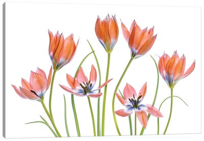 Apricot Tulips Canvas Art Print