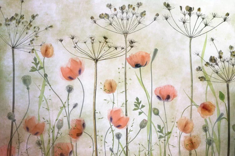 Poppy Meadow by Mandy Disher wall art