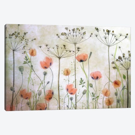 Poppy Meadow Canvas Print #MDY43} by Mandy Disher Canvas Wall Art