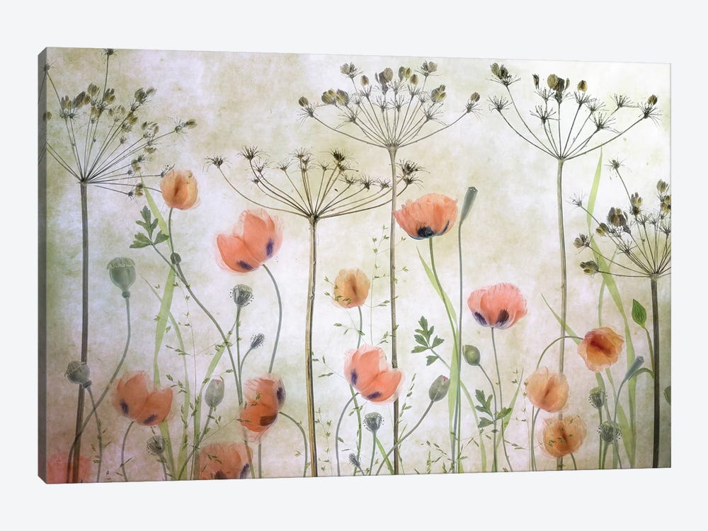Poppy Meadow by Mandy Disher 1-piece Art Print