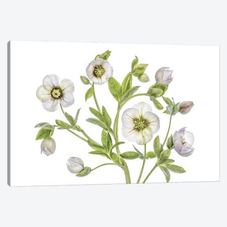 Hellebore Canvas Print #MDY47} by Mandy Disher Art Print